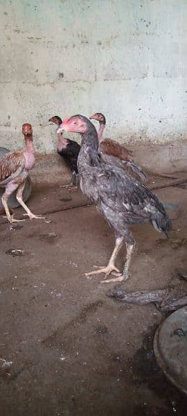 Aseel hens for sale 5