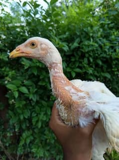 Aseel Heera chicks for sale (2000 per piece)