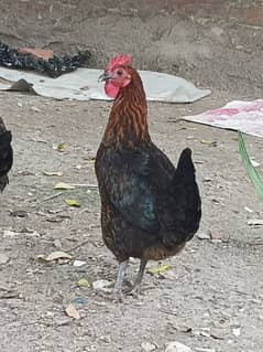 Golden misri hens whatsapp 03220683135 0