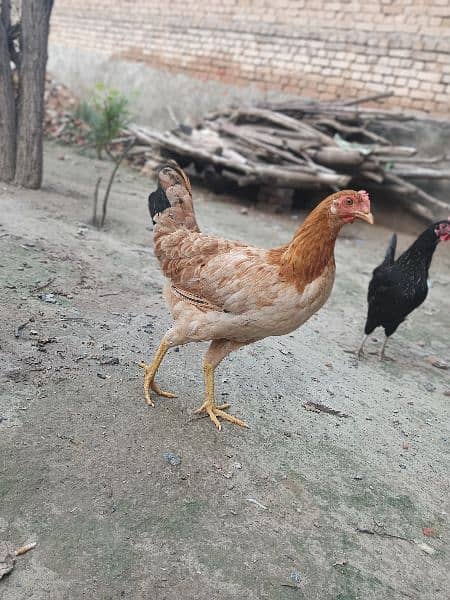 Golden misri hens whatsapp 03220683135 2