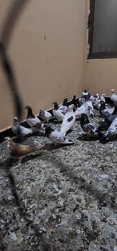 pigeons