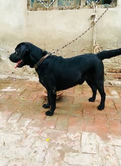 Black Labrador