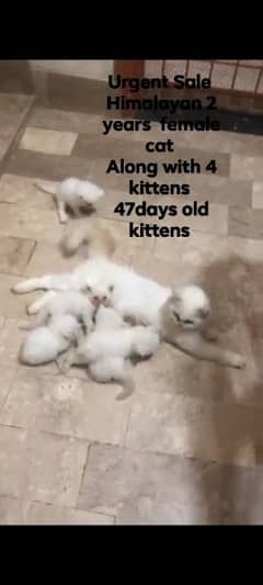 "Pure Himalayan Female Cat with4 adorable kittens 0