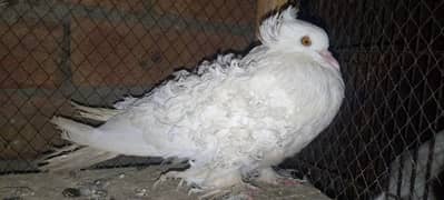 white frill female 03143275503