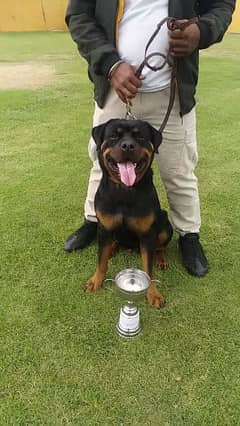 Rottweiller