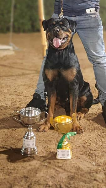 Rottweiller pedigree micro chip female 1