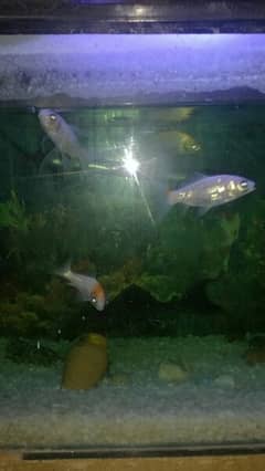 Gold fish and mix koi