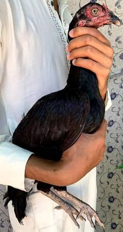 High Quality Aseel hens for sale