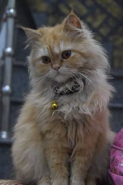 Persian Cat (Not Available) 0