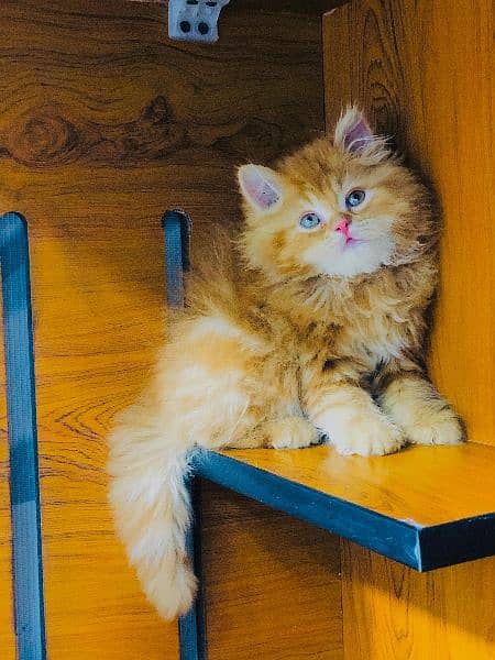 Persian kitten cats 5