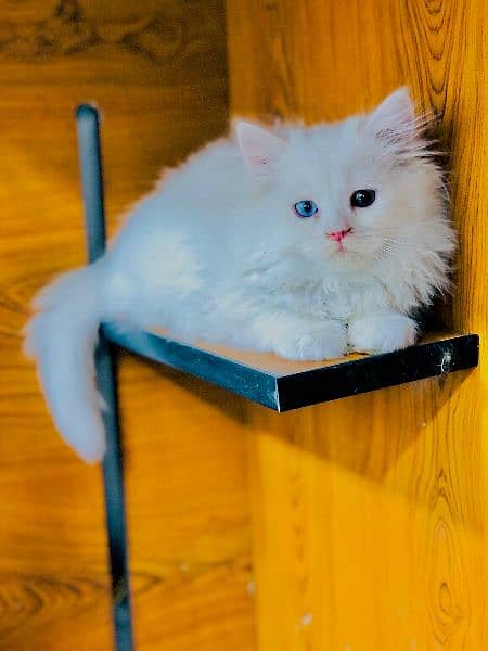 Persian kitten cats 8