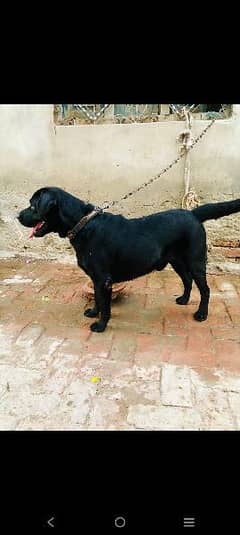 Labrador for Sale