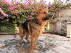 pure German shepherd Male