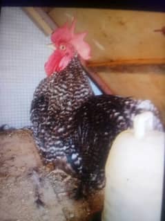 coco bantam