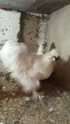 white silkie breeder trio available for sale