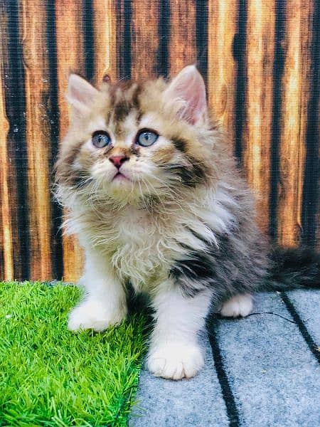 Persian kitten cats 6