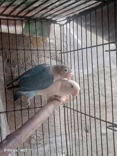 common Latino split ino or violet blue love birds 0