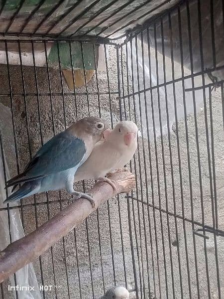 common Latino split ino or violet blue love birds 1