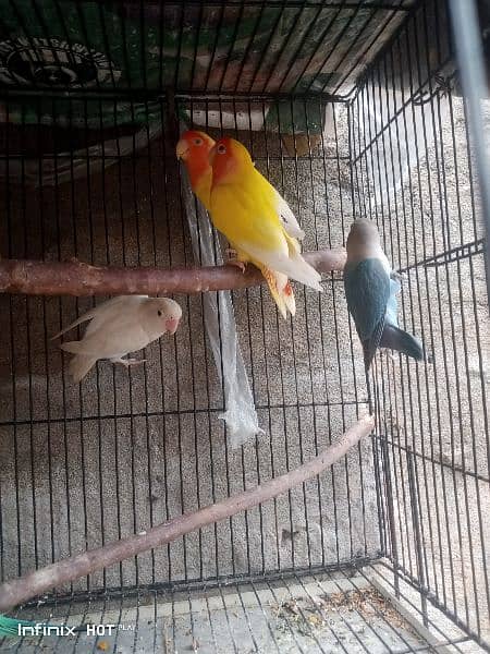 common Latino split ino or violet blue love birds 2