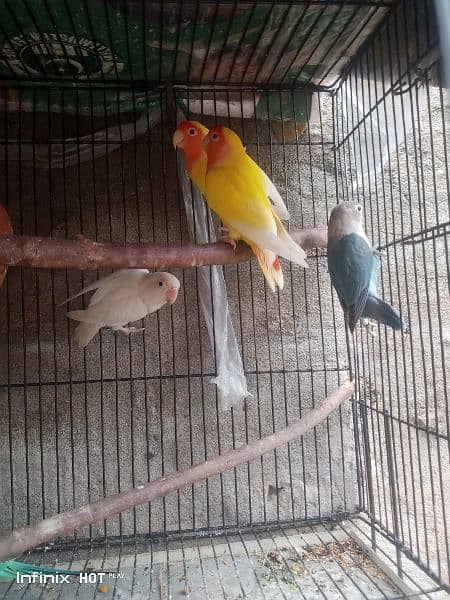 common Latino split ino or violet blue love birds 3