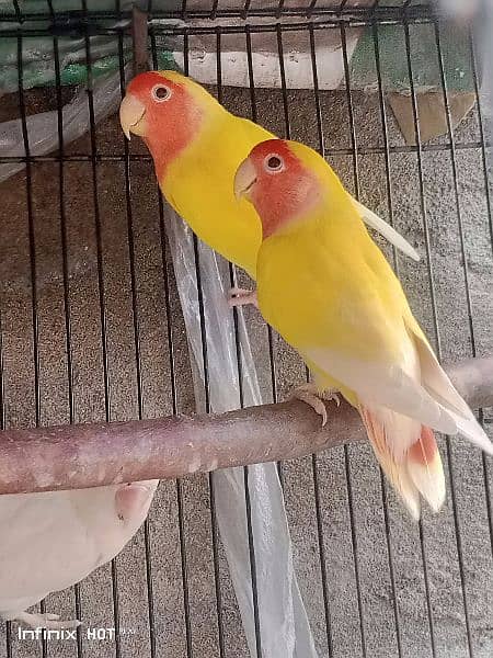 common Latino split ino or violet blue love birds 4