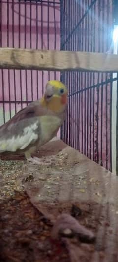 cocktail grey Mel yellow female 4500rs love birds bleedo player 2500rs