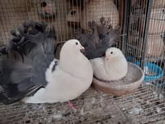 fantail,Black tail laka/lakka fancy pigeon,kabootar