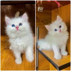 Persian kitten cats