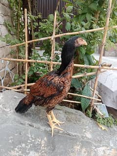 pure aseel hen female