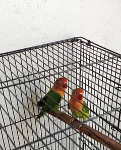 Love birds