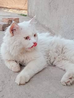 white  stud male cat for sale age 1.7 year  active and healthy