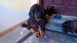 Tibetan mastiff imported puppies available for sale