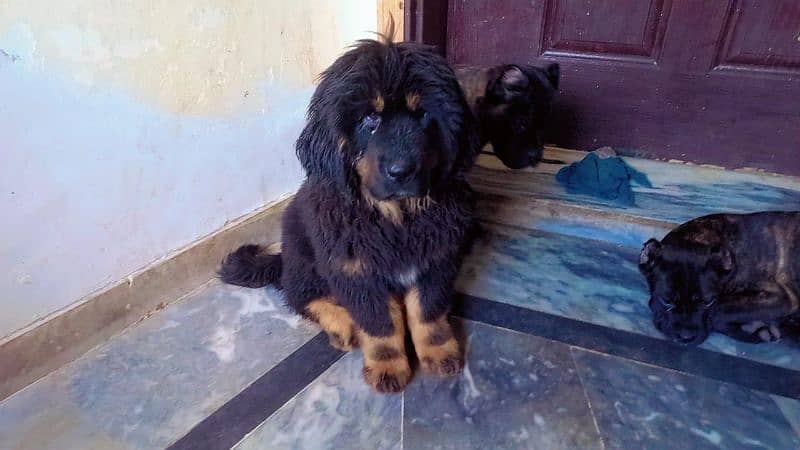 Tibetan mastiff imported puppies available for sale 0