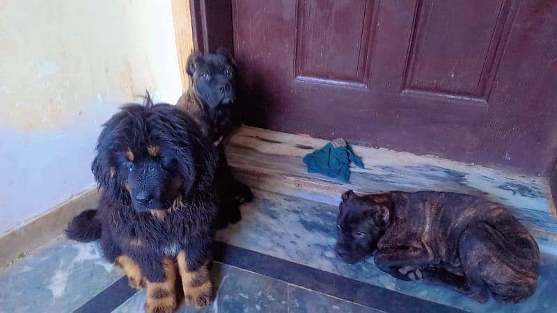 Tibetan mastiff imported puppies available for sale 1