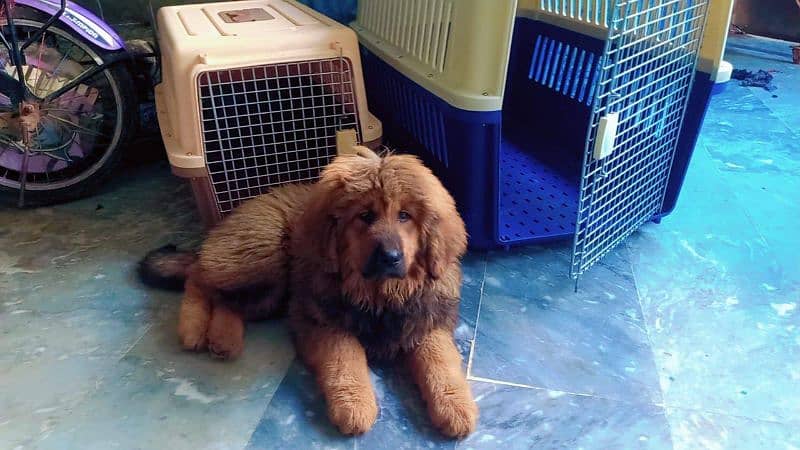 Tibetan mastiff imported puppies available for sale 2