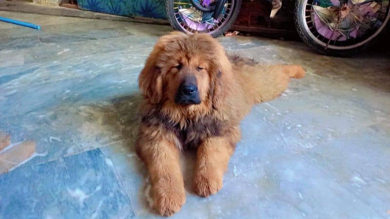 Tibetan mastiff imported puppies available for sale 3