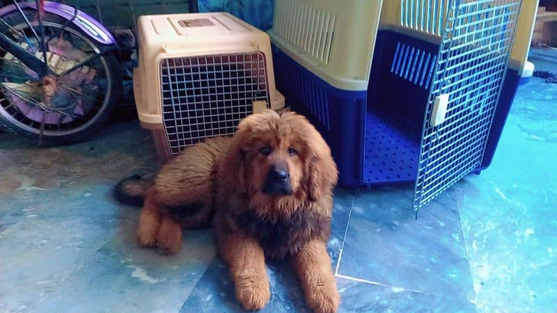 Tibetan mastiff imported puppies available for sale 4