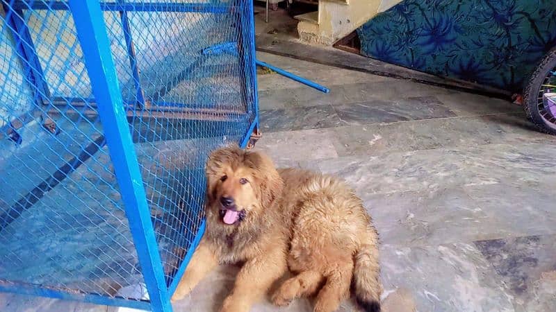 Tibetan mastiff imported puppies available for sale 5