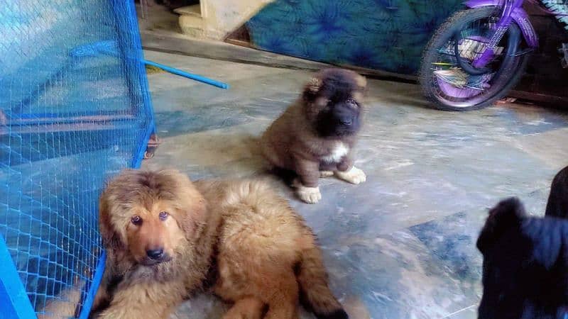 Tibetan mastiff imported puppies available for sale 6