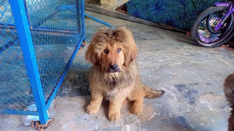 Tibetan mastiff imported puppies available for sale 7