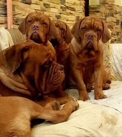 French mastiff imported puppies available for sale