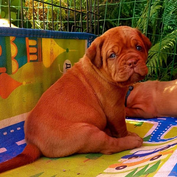 French mastiff imported puppies available for sale 1