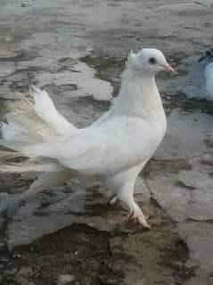 White laka female for sale bleeder h