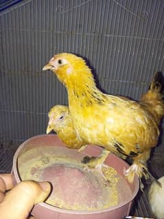 golden and white mili flower pair hens for sale