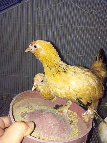 golden and white mili flower pair chicks for sale 1