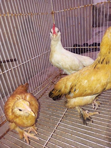 golden and white mili flower pair chicks for sale 2