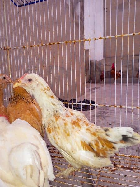 golden and white mili flower pair chicks for sale 3