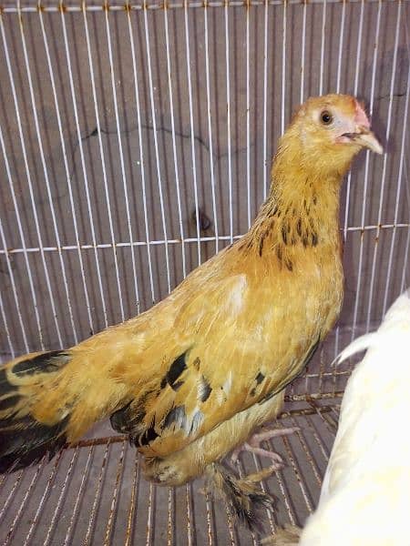 golden and white mili flower pair chicks for sale 4