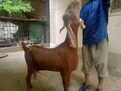 Goat with a 6months old male baby goat available for sale