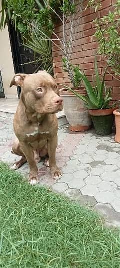 15 months- trained Pitbull